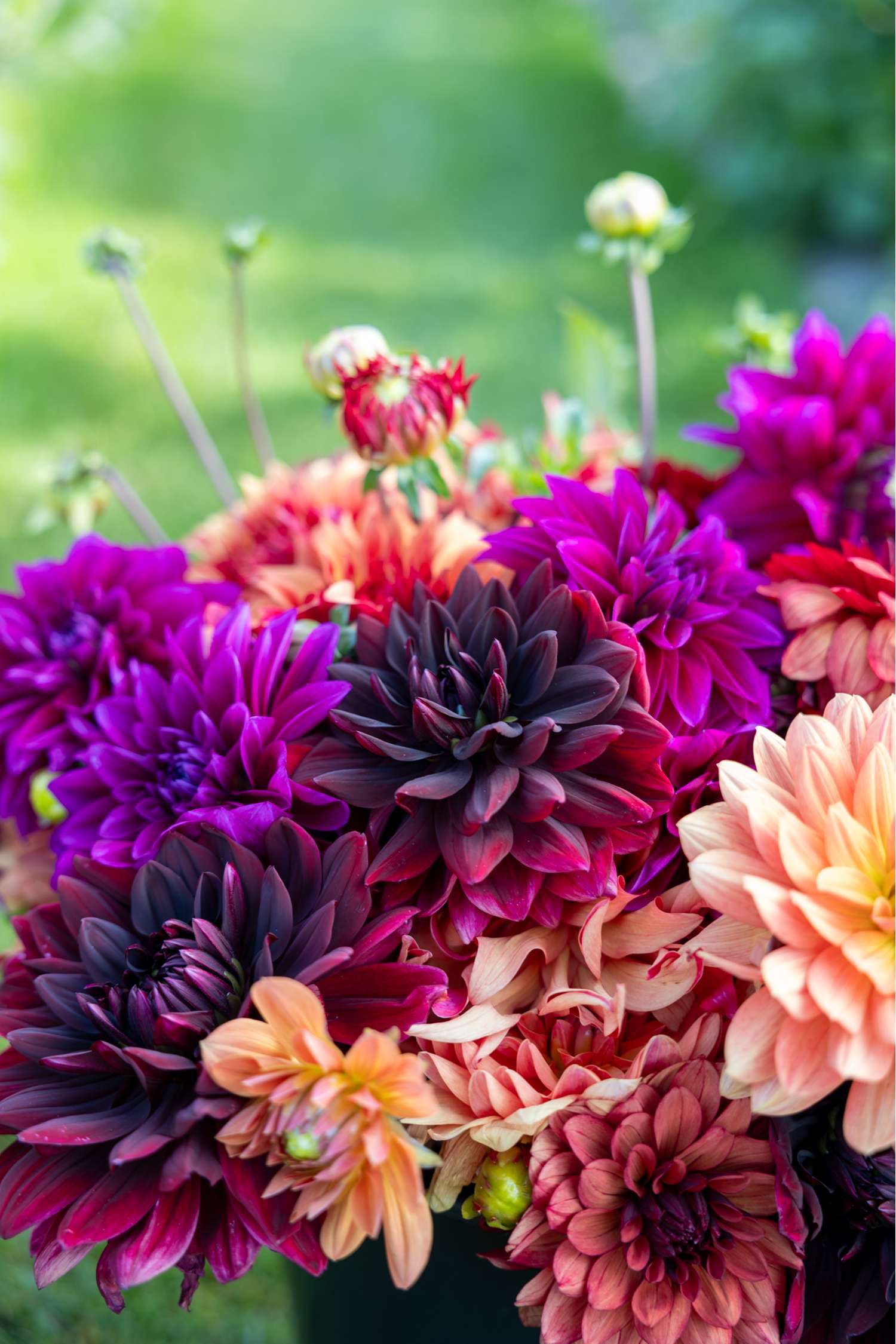 Dahlienkollektion 'Amber'